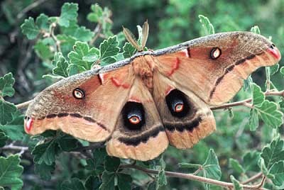 polyphemus.jpg