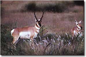 pronghorn.jpg