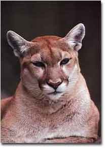 puma.jpg