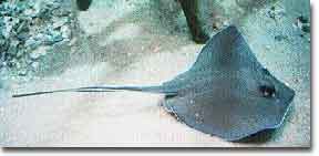 stingray.jpg