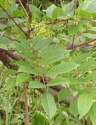 sumac.jpg