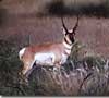 tnpronghorn.jpg