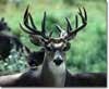 tnwtbuck.jpg