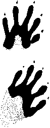 tracks4.gif