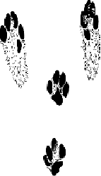 tracks5.gif
