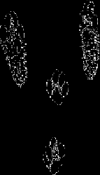 tracks5.gif