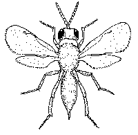 weevil.gif