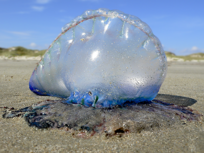 Portugese Man-o-war