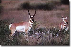 pronghorn track