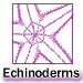 smechinoderms.gif