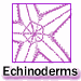 smechinoderms.gif