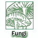 smfungi.gif