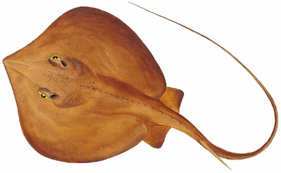 Sting Ray