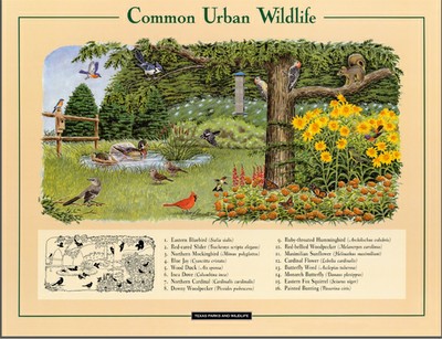 Texas Urban Wildlife Poster