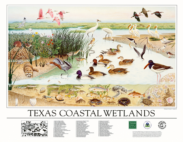 Texas Coastal Wetlands Poster