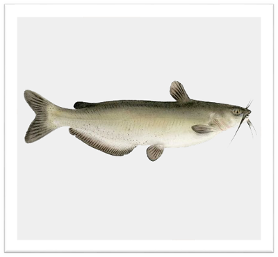 nf-channel-catfish.png