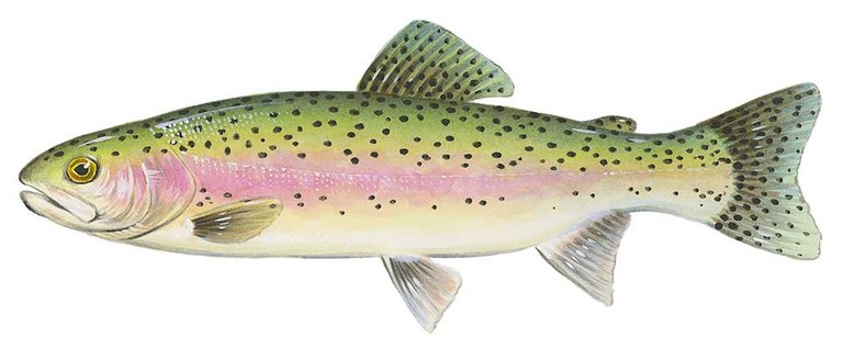 rainbow-trout.jpg