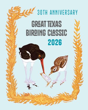 American Oystercatchers by Raylee Schobel 2026 artwork