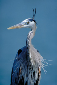 great blue heron