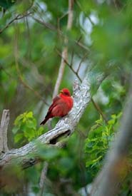 Summer Tanager