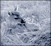 Fawns are baby deer. Avoid feeding or rescuing.