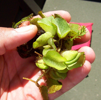 Closeup of giant salvinia plant