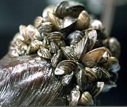 Zebra mussels colony on native mussel shell