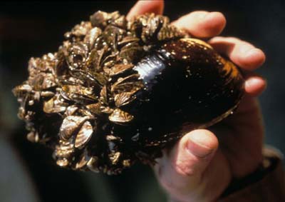 zebra mussels on mussel shell