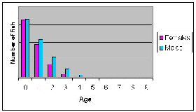Figure 4a.  distribution of ages with heavy fishing pressure.