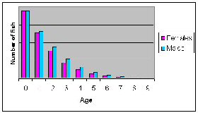Figure 3a.  distribution of ages with moderatefishing pressure.