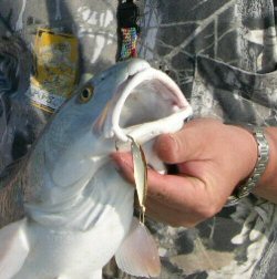 Red drum 
	caught with artificial lure in lip