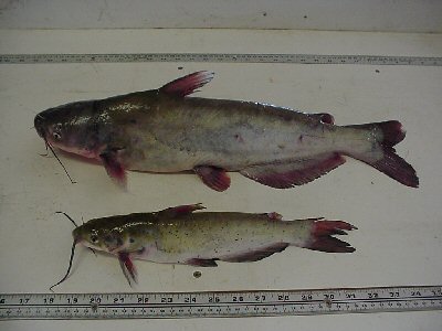 blue and channel catfish