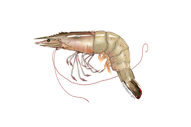 Illustrated image of a Northern White Shrimp.  