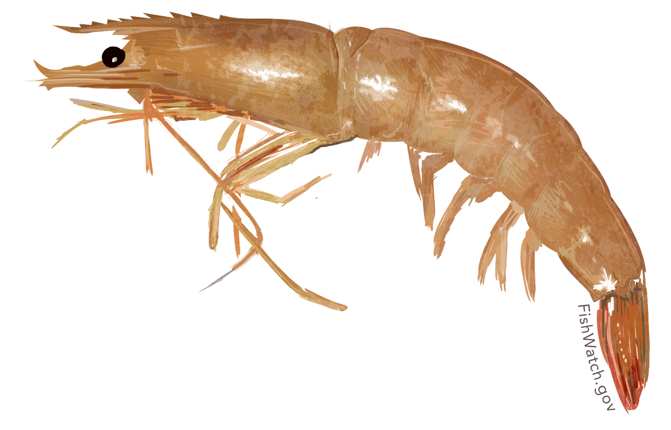 Illustrated image of a brown shrimp.  