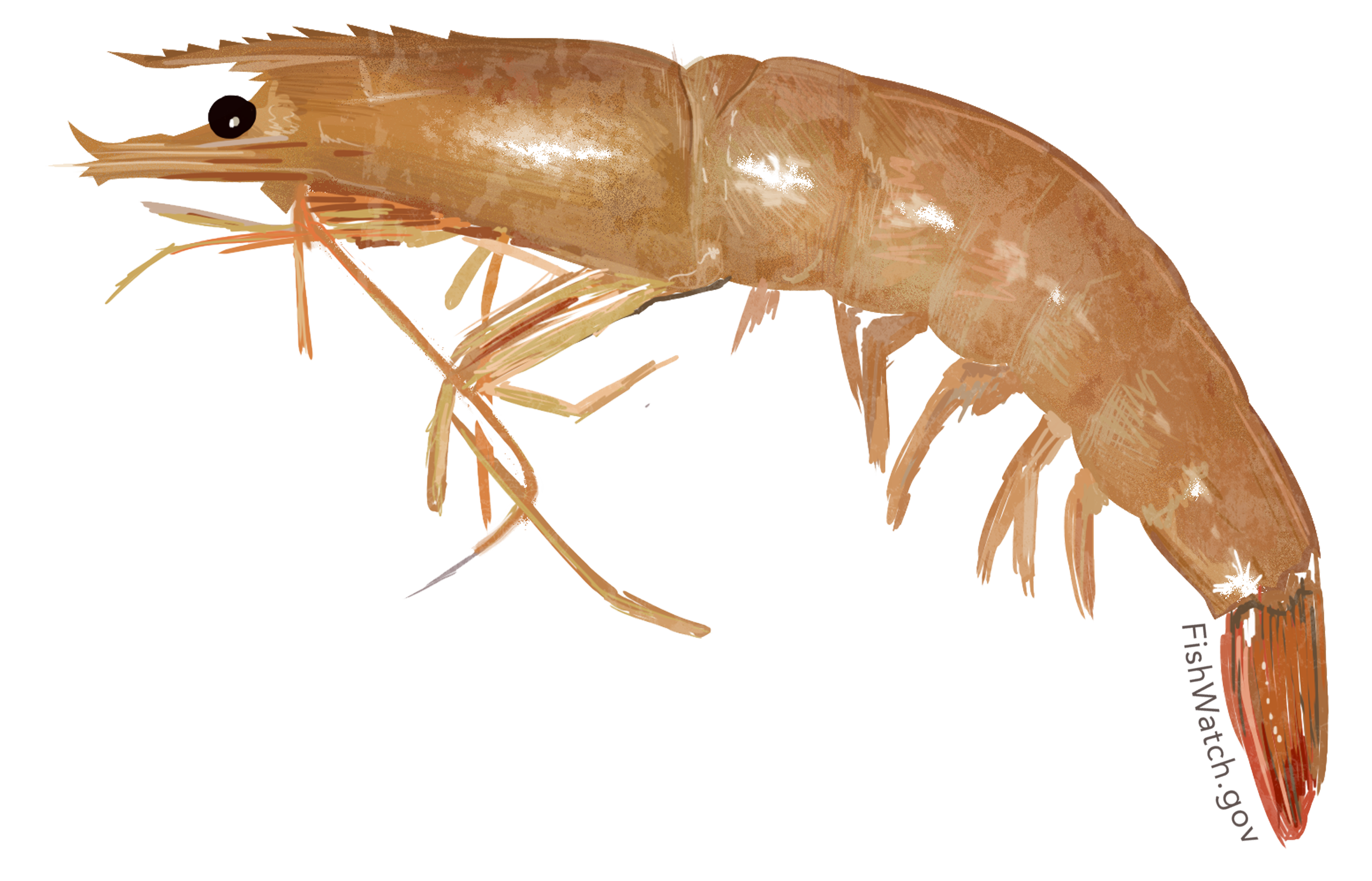 TPWD:Bait Shrimp