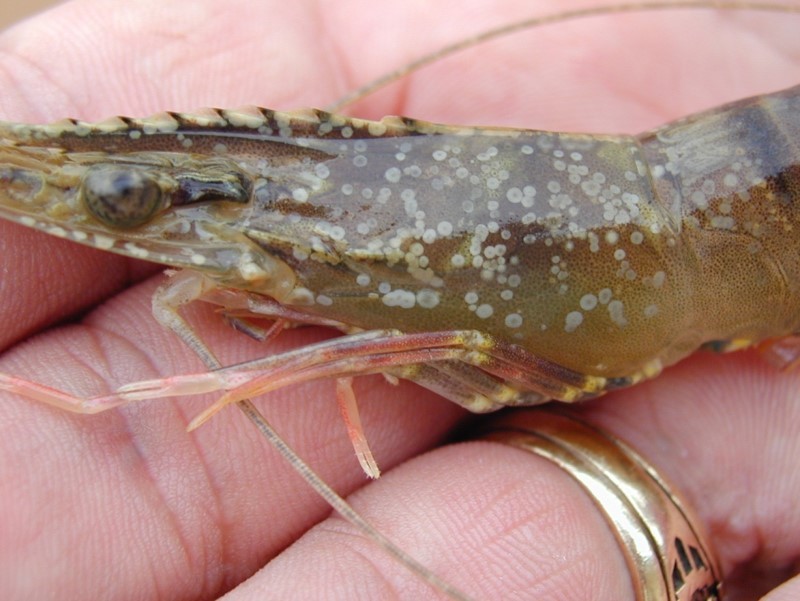 Close up image of a shrimp with White Spot Syndrome Virus. 