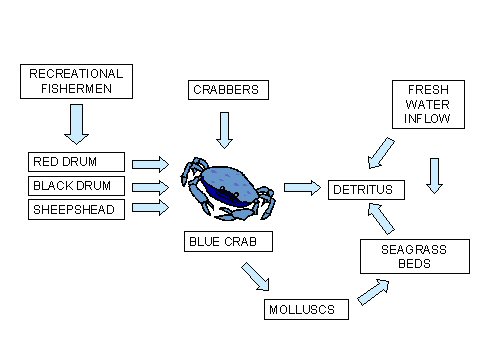 How crabs fit into 
food web for marine life