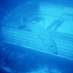 large fish underwater on sunken boat