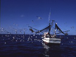  commercial fishing vessels under way
