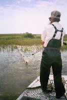 biologist with black drum in gill nets