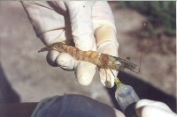 shrimp in hand being inspected