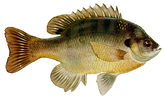 Big Bluegills at Lake Tanglewood 