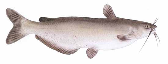 Ictalurus punctatus (channel catfish)