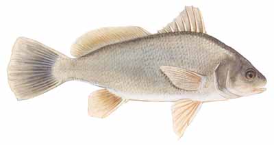 Freshwater Drum (Aplodinotus grunniens)