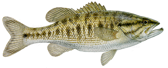 Guadalupe Bass (Micropterus treculii)