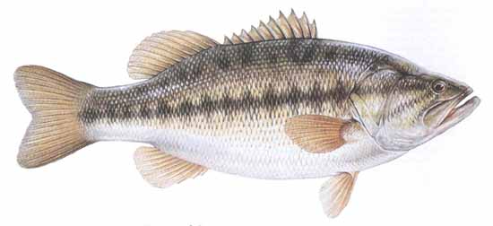 Largemouth Bass (Micropterus salmoides)