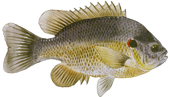 Redear Sunfish (Lepomis microlophus)