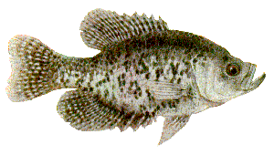 Drawing of Black Crappie (Pomoxis nigromaculatus)