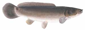 Drawing of Bowfin (Amia calva)