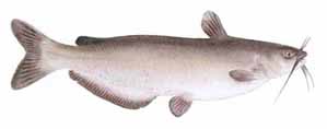 Drawing of Channel Catfish (Ictalurus punctatus)